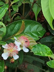 Tetracera indica