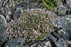 Cherleria arctica