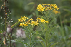 Senecio sarracenicus