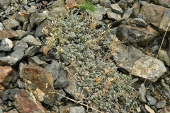 Odontarrhena alpestris