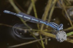 Enallagma doubledayi