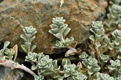Odontarrhena alpestris