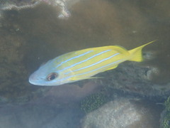 Lutjanus kasmira