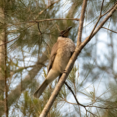Philemon corniculatus