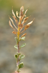 Odontarrhena alpestris