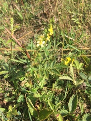 Agrimonia eupatoria