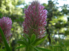 Trifolium rubens