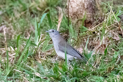 Colluricincla harmonica