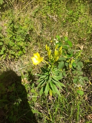 Oenothera biennis