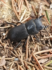 Dorcus parallelipipedus