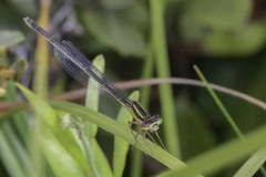 Enallagma pictum