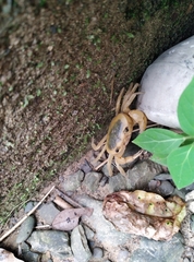 Geothelphusa albogilva