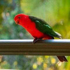 Alisterus scapularis