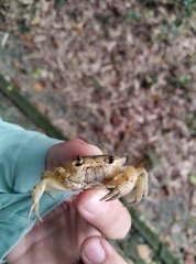 Geothelphusa albogilva