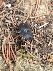 Dorcus parallelipipedus