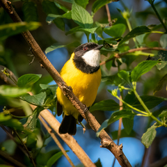 Pachycephala pectoralis