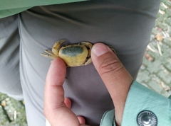 Geothelphusa albogilva