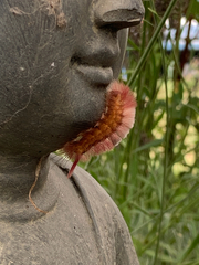 Calliteara pudibunda