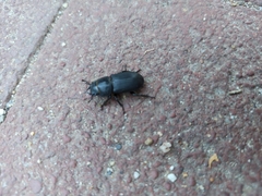 Dorcus parallelipipedus