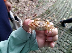 Geothelphusa albogilva