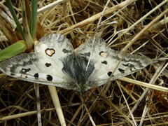 Parnassius phoebus