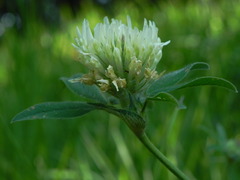 Trifolium ochroleucon