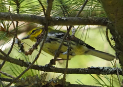 Setophaga virens