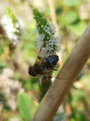 Eristalis similis