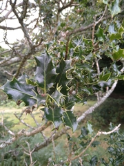 Ilex aquifolium