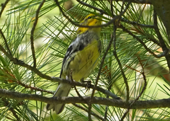 Setophaga virens
