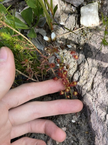 Drosera huegelii