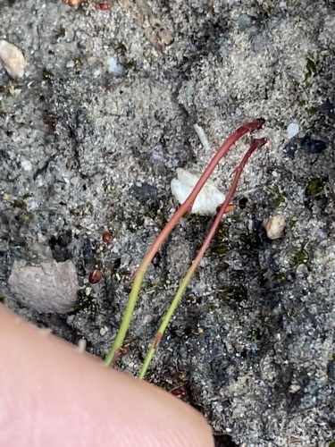 Drosera huegelii