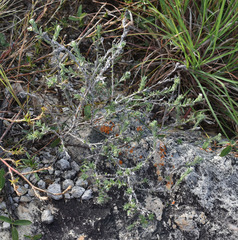 Heliotropium