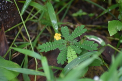 Biophytum sensitivum