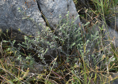 Heliotropium