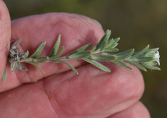 Heliotropium
