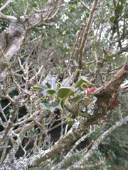 Ilex aquifolium
