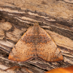 Chrysolarentia mecynata