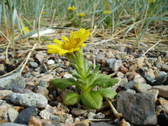 Senecio pseudoarnica