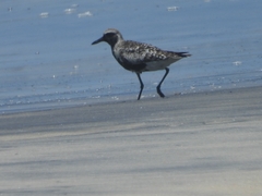 Pluvialis squatarola