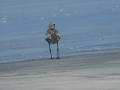 Pluvialis squatarola