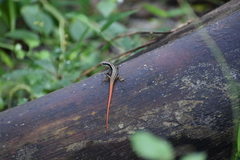 Sphenomorphus dussumieri