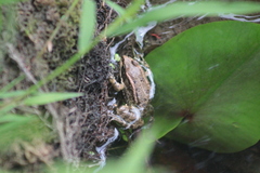 Pelophylax ridibundus