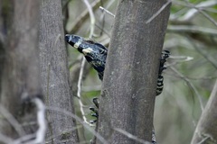 Varanus varius