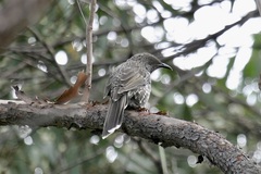 Anthochaera chrysoptera