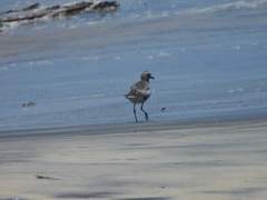 Pluvialis squatarola