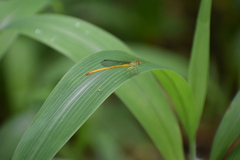 Ceriagrion coromandelianum