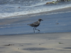 Pluvialis squatarola