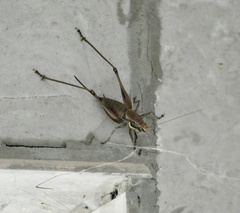 Eupholidoptera smyrnensis