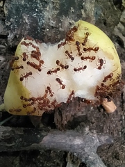 Myrmica